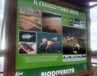 BiodiversitĆ alle Saline di Tarquinia (foto di Emanuele Lucchetti)